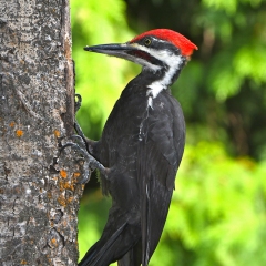Pileated Woodpecker