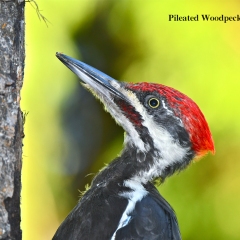 Pileated Woodpecker