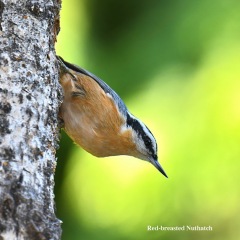 Red-breasted Nuthatch