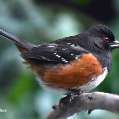 Spotted Towhee