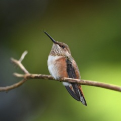 Rufous Hummingbird