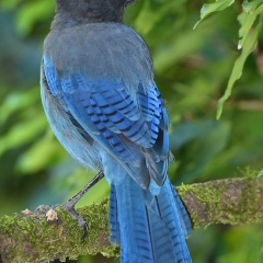 Steller's Jay