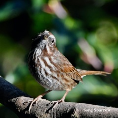 Song Sparrow