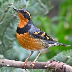 Varied Thrush