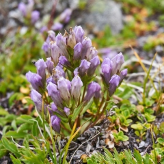 Gentians © Caroline Penn