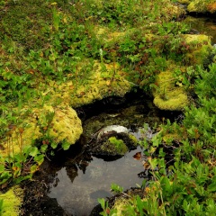 Boggy habitat © Gail Newell