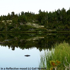 Drinking Lake in a reflective mood Backcountry lake behind Goat-Ridge © Gail Newell