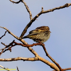 Pine Siskin © Gail Newell