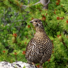 Female Spruce Grouse © Gail Newell