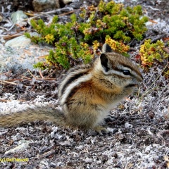 Yellow-pine Chipmunk © Gail Newell