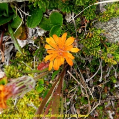 Orange Mountain Dandelion - Ageroseris aurantiaca © Gail Newell