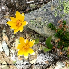 Rydbergs Arnica - Arnica rydbergii © Gail Newell