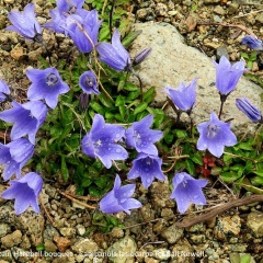 Mountain Harebell bouquet - Campanula lasiocarpa © Gail Newell