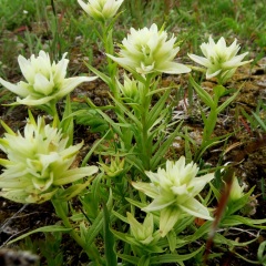 White Variant  Paintbrush - Castilleja parviflora © Gail Newell