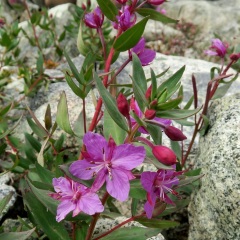 Fireweed Epilobium angustifolium © Gail Newell