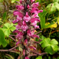 Bird' s Beak Lousewort-Pedicularis ornithorhyncha © Gail Newell