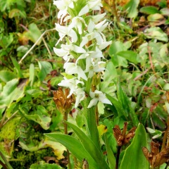 White Bog or Rein Orchid - Plantanthera dilatata © Gail Newell