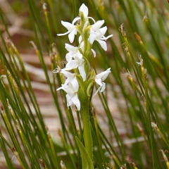 Bog Orchid © Caroline Penn