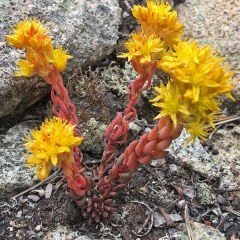 Stonecrop © Caroline Penn