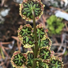 Mountain Sagewort © Caroline Penn