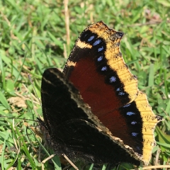 Mourning Cloak © Caroline Penn