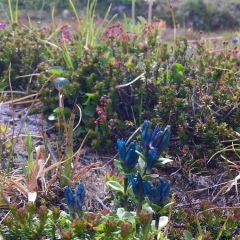 Inky Gentian © Sally McDermott