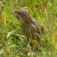 Young Cowbird © Melanie Marchand