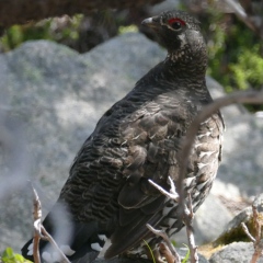 Spruce Grouse ( Franklin's) © Melanie Marchand