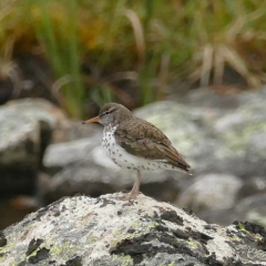 Spotted Sandpiper © Melanie Marchand