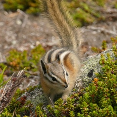 Striped ground-squirrel © Melanie Marchand