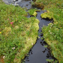 Meadow Moss © Ron Klassen