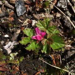 Rubus arcticus - Nagoonberry © Teresa Gagné