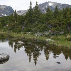 Reflections © Tom Gibson