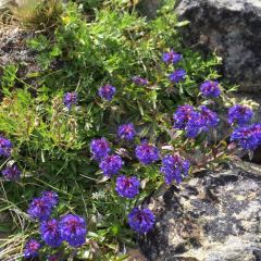Penstemon © Teresa Gagné