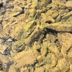 Periphyton 'meadow' on stream bottom © Teresa Gagné
