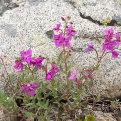 Fireweed ©Phil Edgell