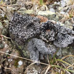 Umbillicularia hyperborea - blistered rocktripe © Teresa Gagné