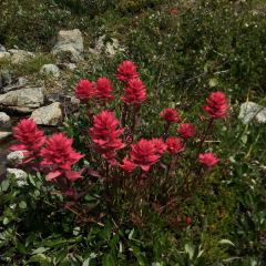 Red paintbrush © Teresa Gagné