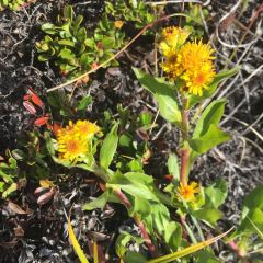 Rocky mountain goldenrod © Teresa Gagné