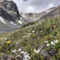 Sandwort on hillside © Sally McDermott