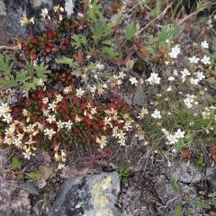 Saxifrage & Sandwort © Teresa Gagné