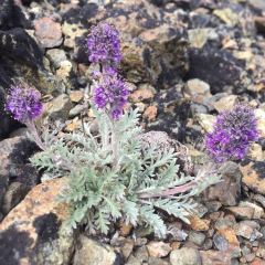 Phacelia sericea - Silky phacelia © Teresa Gagné