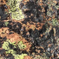 Lichen © Teresa Gagné