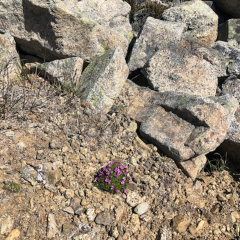 Moss campion © Jane Galliazzo