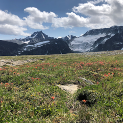 Paint brushes and glacier © Jane Galliazzo