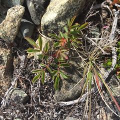 Prickly Rose Plant in rocks © Teresa Gagné